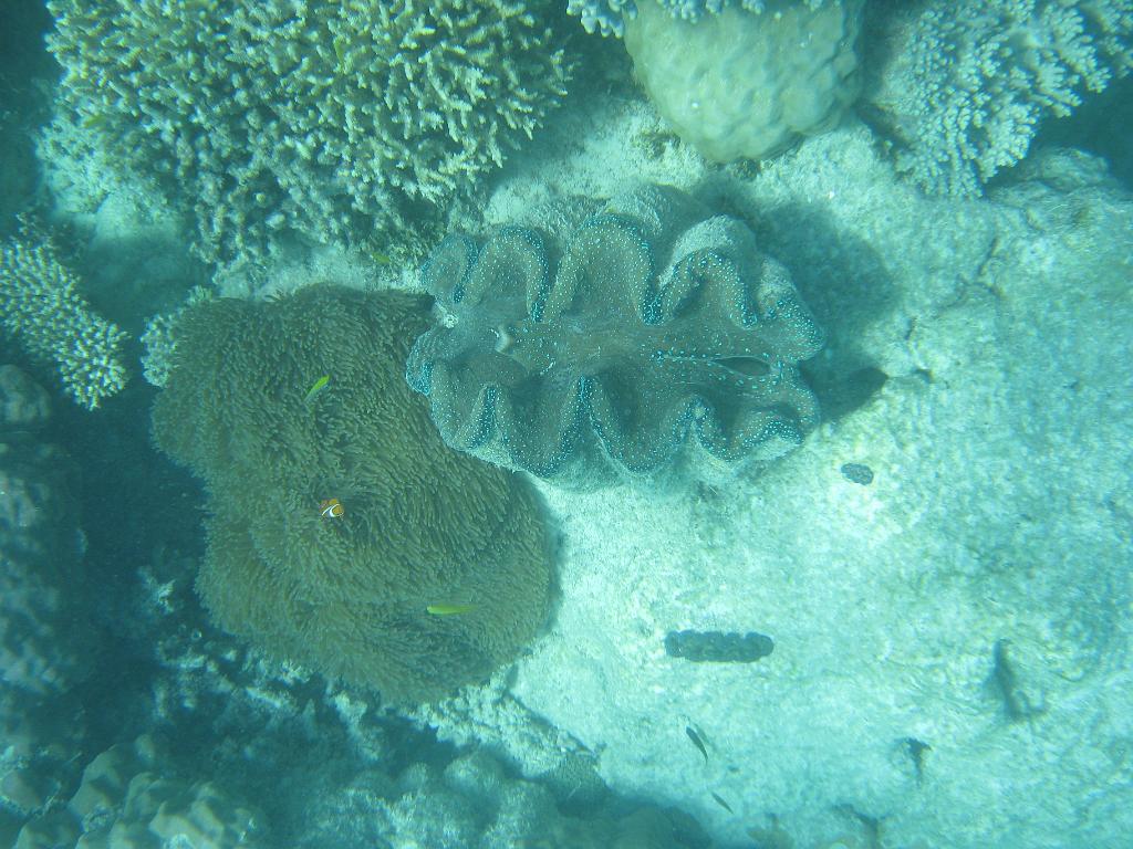 2011_Diving_the_Great_Barrier_Reef (92).JPG